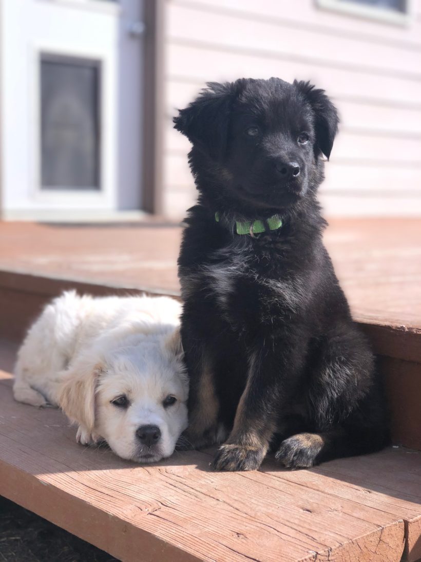 Two Puppies find Forever Home