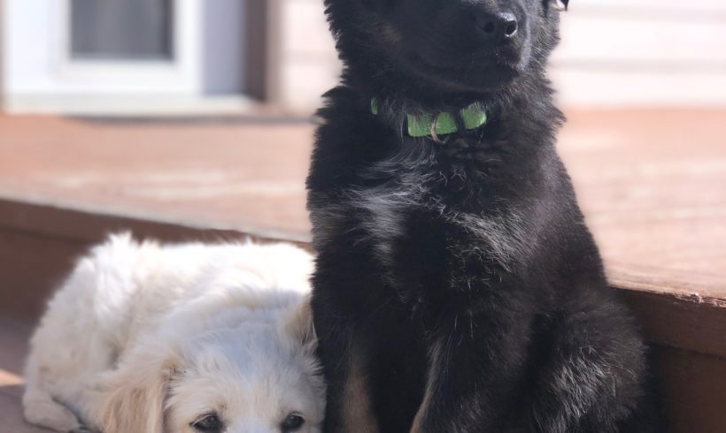 Two Puppies find Forever Home